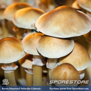 Burma Spores