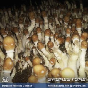 StarGazer Spores